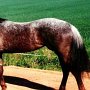 Appaloosa 03